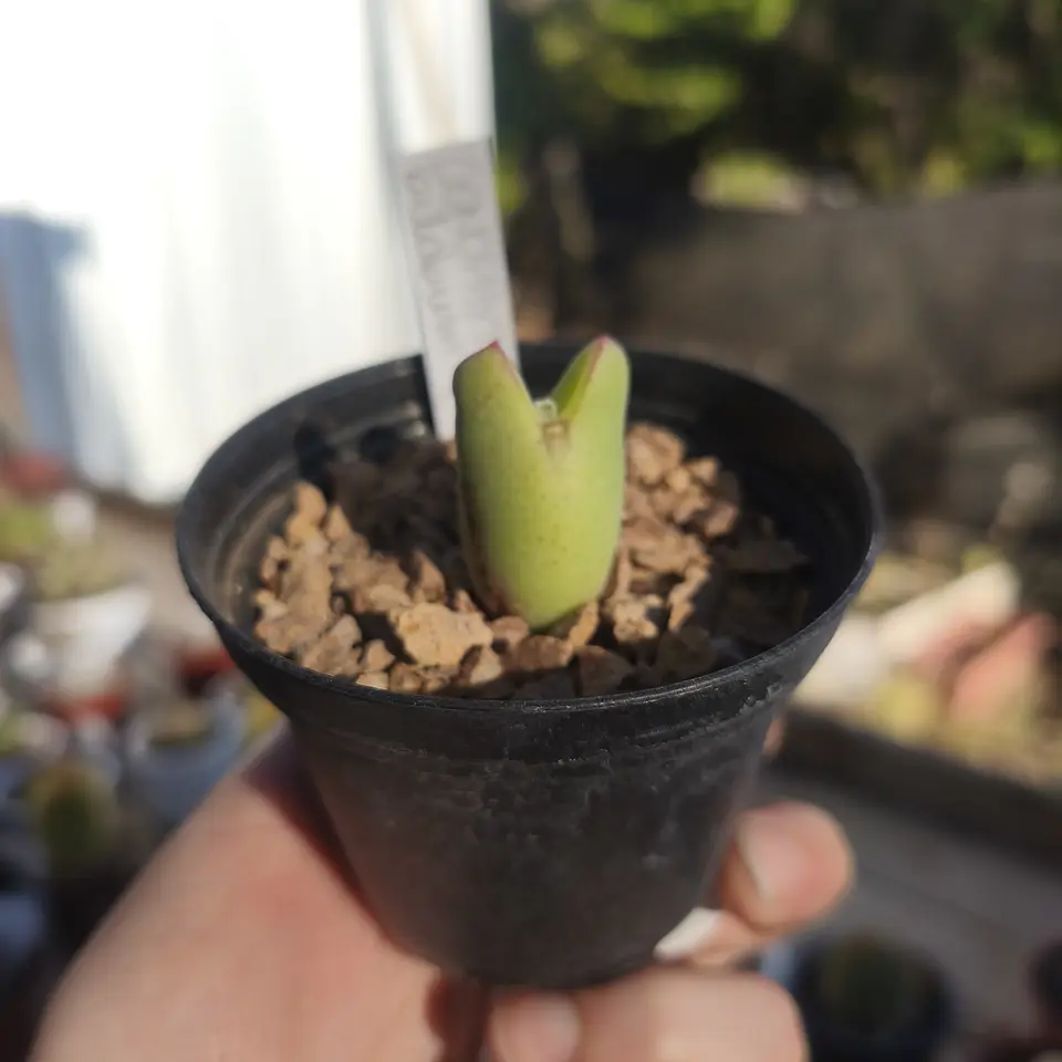 Conophytum bilobum 4