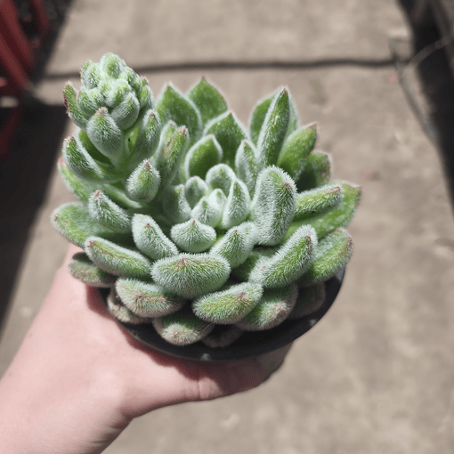 Echeveria Setosa Doris Taylor