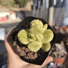 Cotyledon Tormentosa Variegada (Garrita de oso variegada) 3