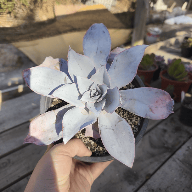 Echeveria Cante