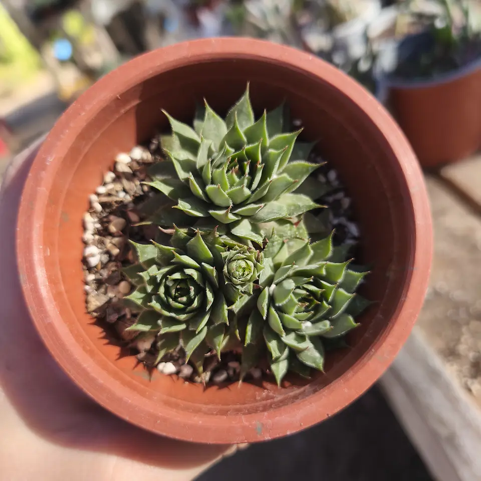 Sempervivum Sin ID 4