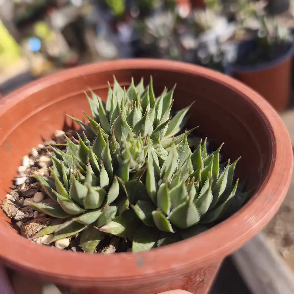 Sempervivum Sin ID 5