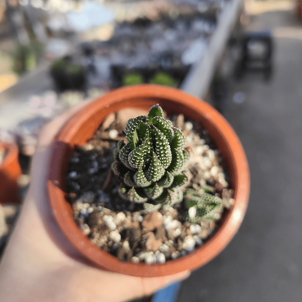 Haworthia Coarctata 3