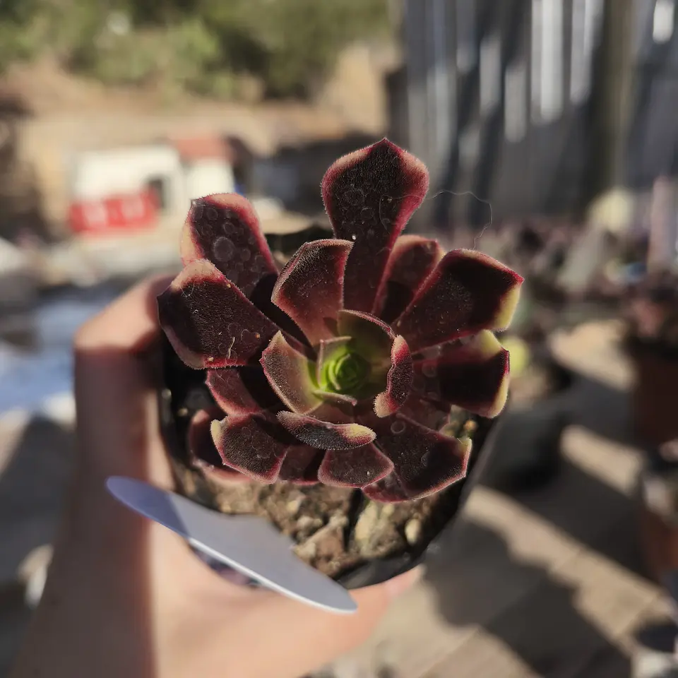 Aeonium Super bang 2