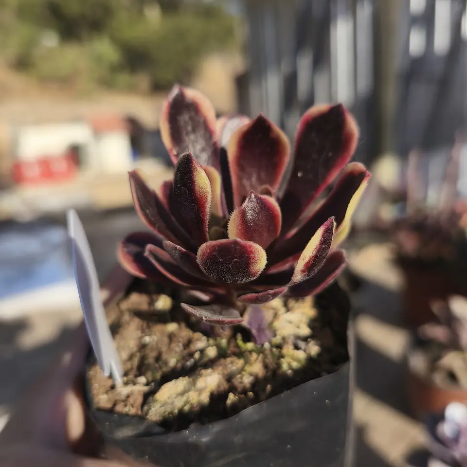 Aeonium Super bang 3