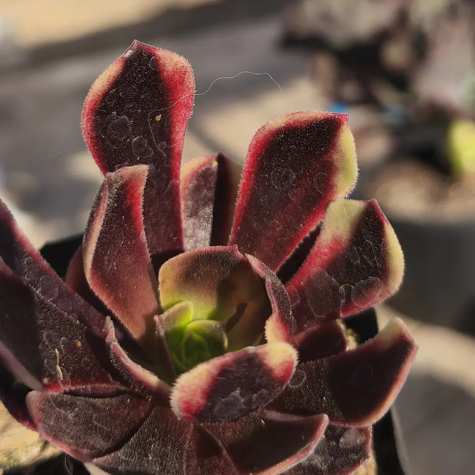 Aeonium Super bang 1