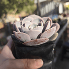 Echeveria Blue Surprice 6