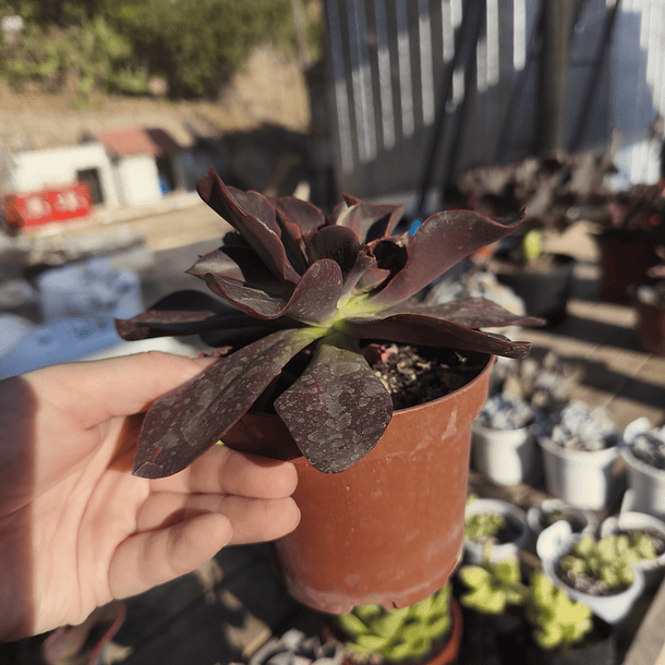 Echeveria Lady Burgandy 3