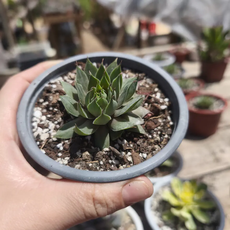 Sempervivum Sin ID 3