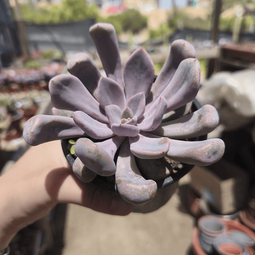 Graptoveria Cupido