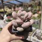 Pachyphytum oviferum 1