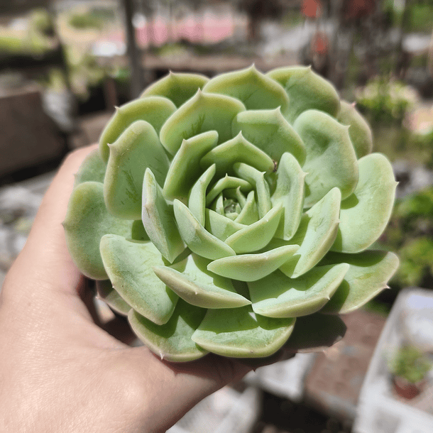 Echeveria Onslow 1