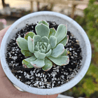 Echeveria Albida 2