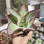 Echeveria Subrigida 