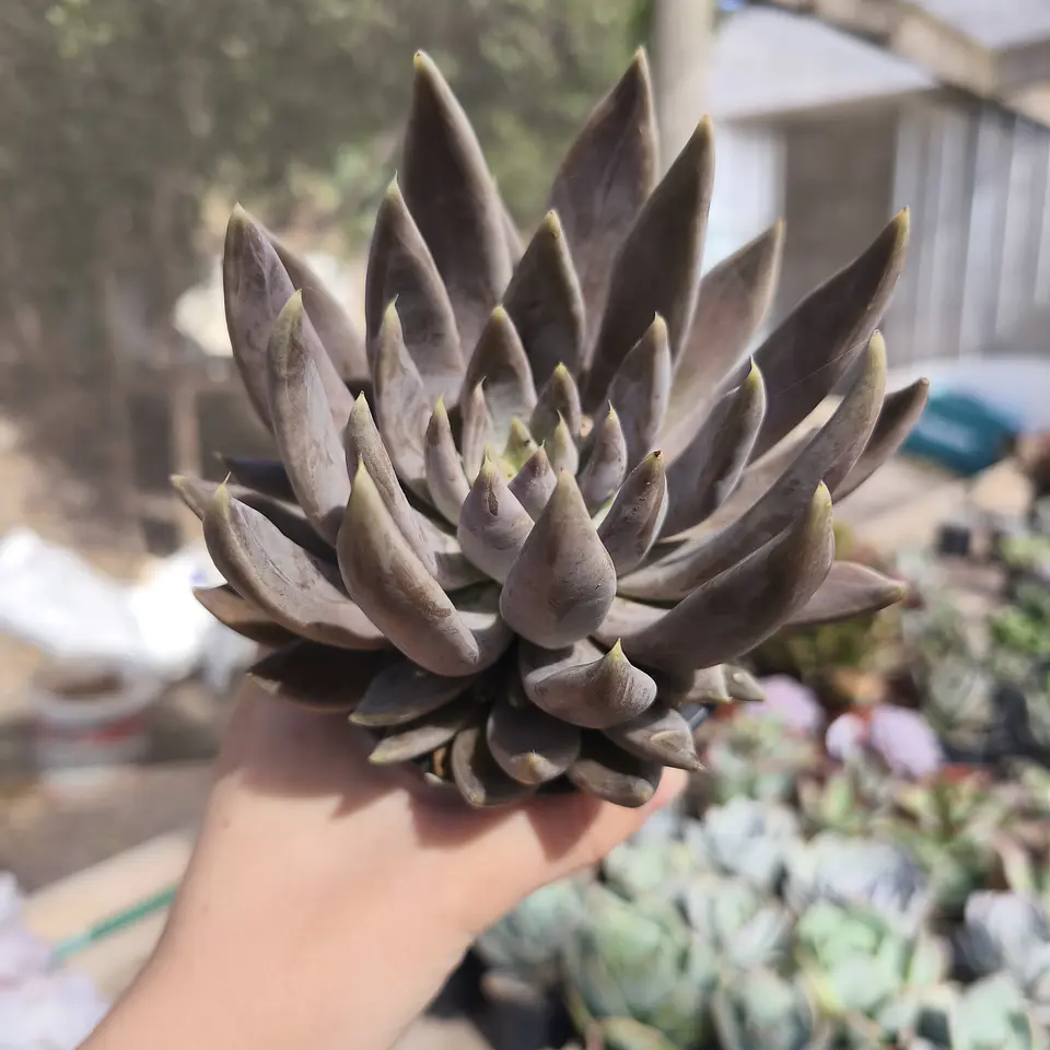 Echeveria Cragiana Ruby 2