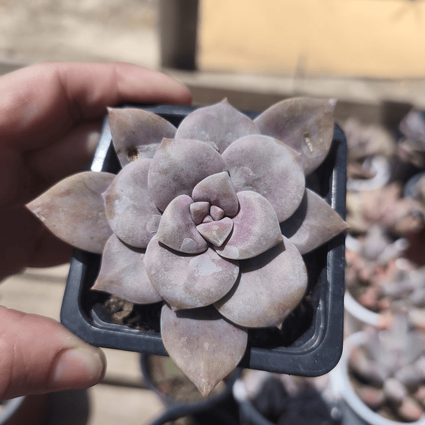 Graptopetalum superbum 1