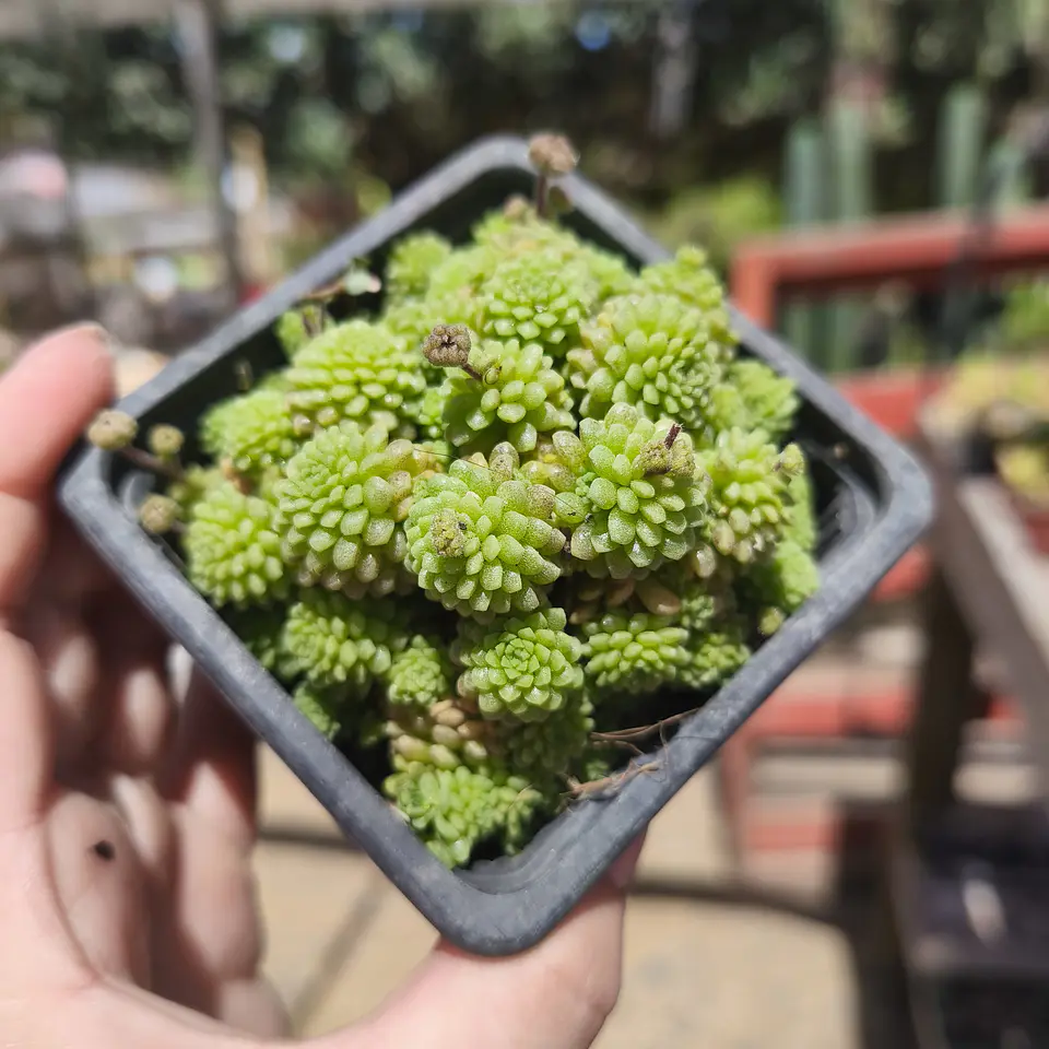 Monanthes Polyphylla 1