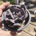 Echeveria Cubic Frost 2