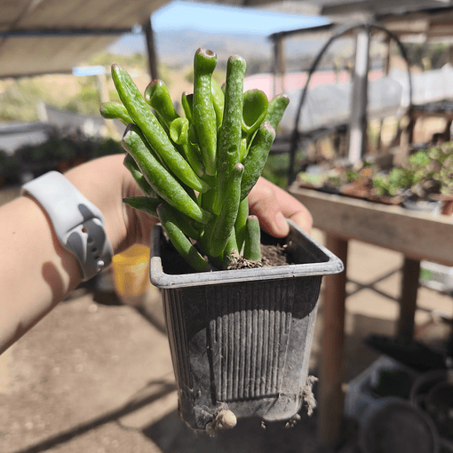 Crassula Ovata Gollum (Oreja de Shrek)