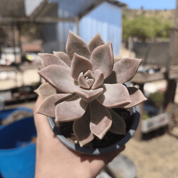 Graptosedum Paraguayense 1