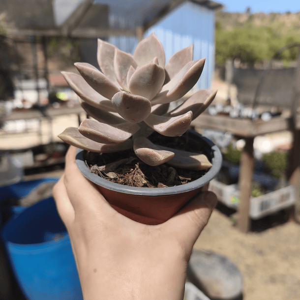 Graptosedum Paraguayense 3