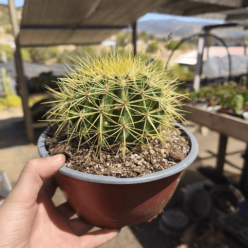 Echinocactus Grusonii (Asiento de Suegra)