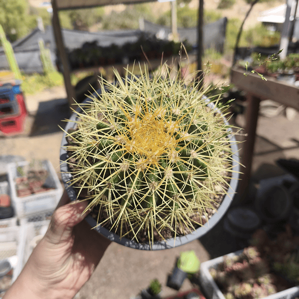 Echinocactus Grusonii (Asiento de Suegra) 2