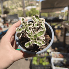 Sedum Spurium Tricolor 1