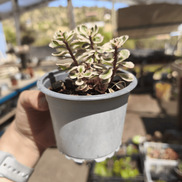 Sedum Spurium Tricolor 2