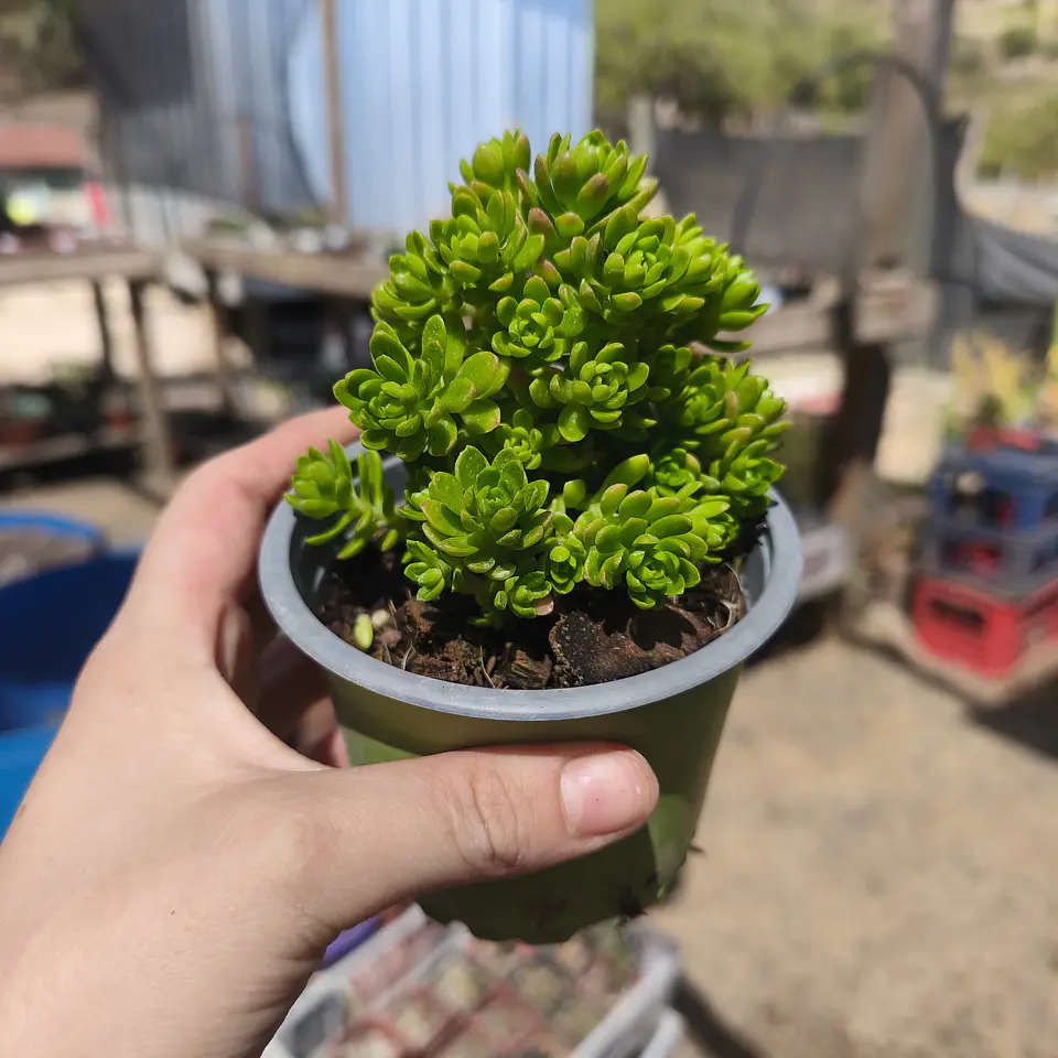 Sedum Luteoviride 3