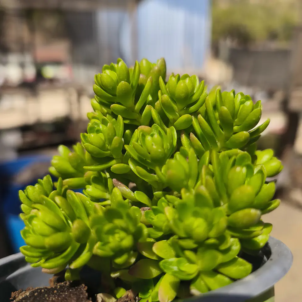 Sedum Luteoviride 4