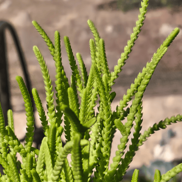 Crassula Muscosa 4