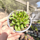 Sempervivum Oddity 2