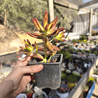 Sedum Adolphii 