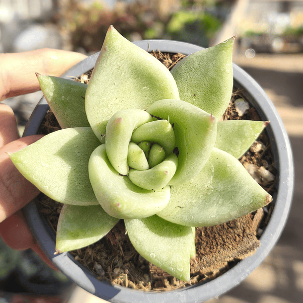 Echeveria Hibrida Lavirgin 3