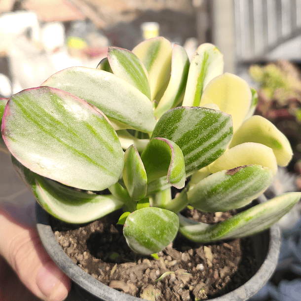 Crassula Ovata Obliqua Variegada 2