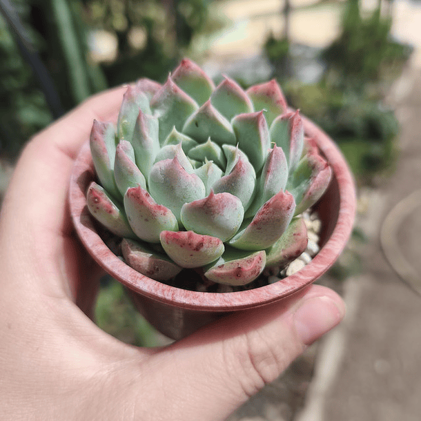 Echeveria Albida 1