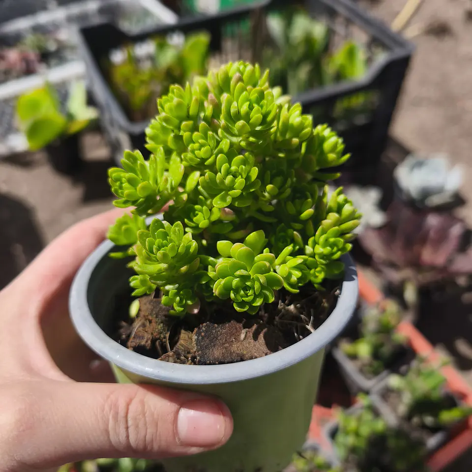 Sedum Luteoviride 1