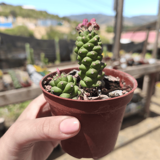 Euphorbia Ritcheie 1