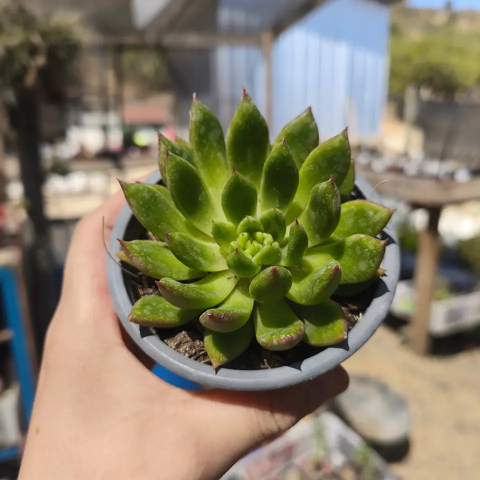 Echeveria Agavoide 