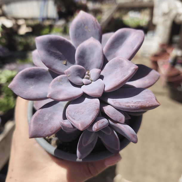 Graptopetalum murasaki 3