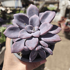 Graptopetalum murasaki 2