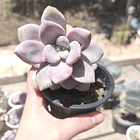 Graptopetalum murasaki 1