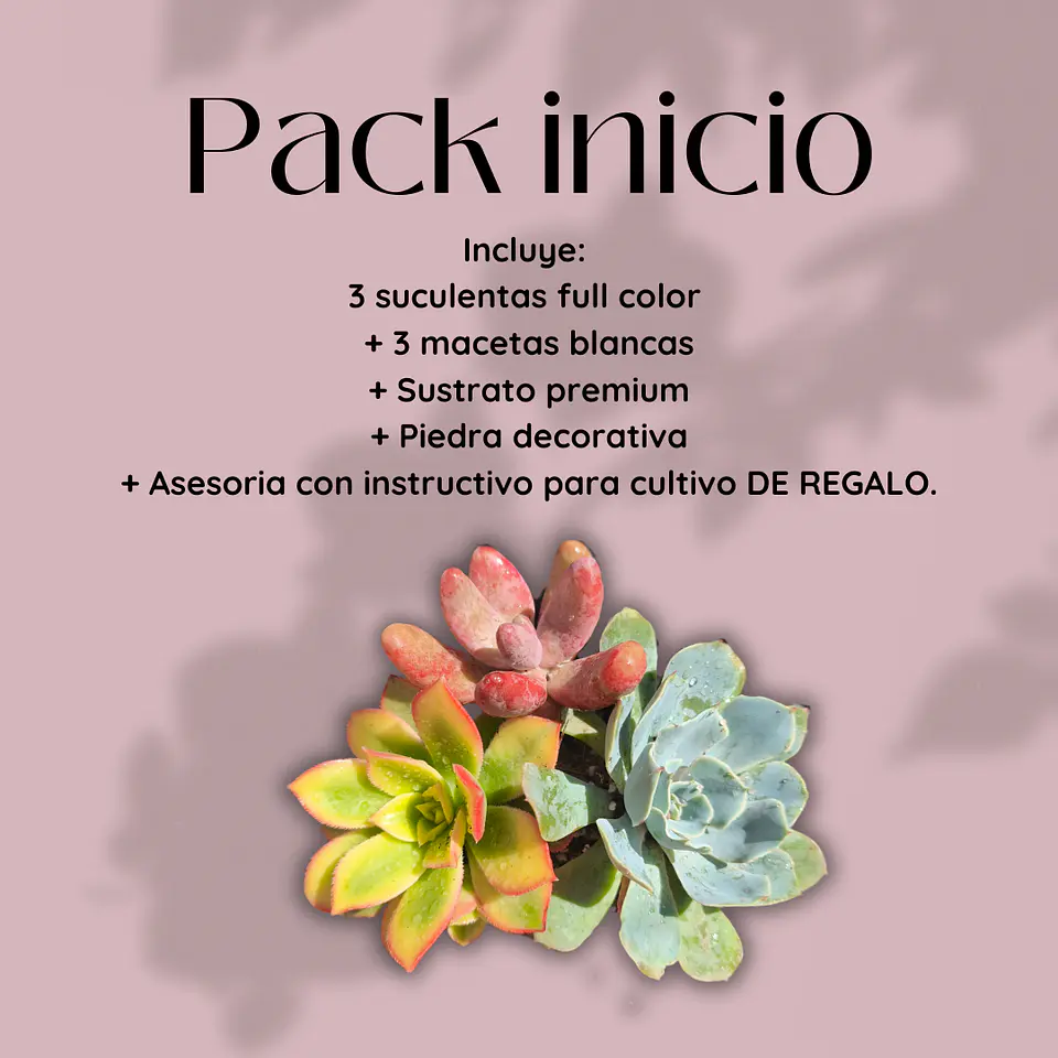 3 Suculentas Full color + Macetas blancas sustrato premium + piedra decorativa + ASESORIA DE REGALO 1