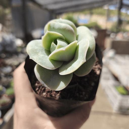 Graptoveria Lovely Rose 