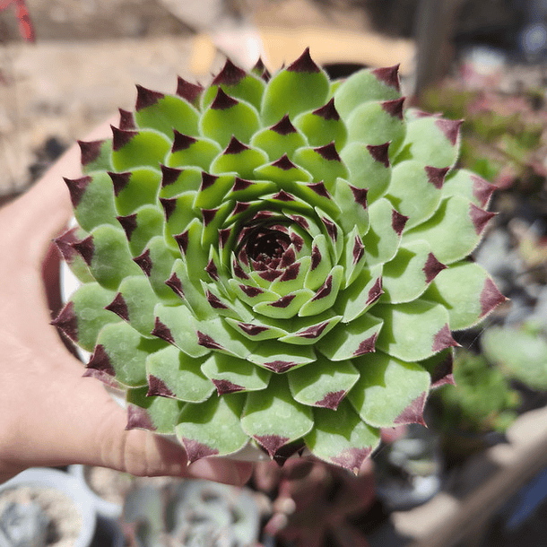 Sempervivum calcareum (Uña de señorita)