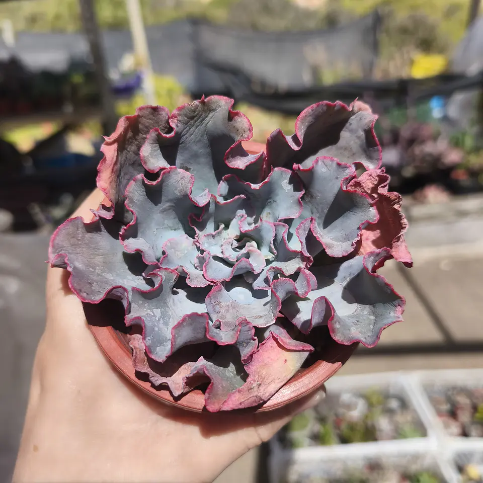 Echeveria Aquarius 1