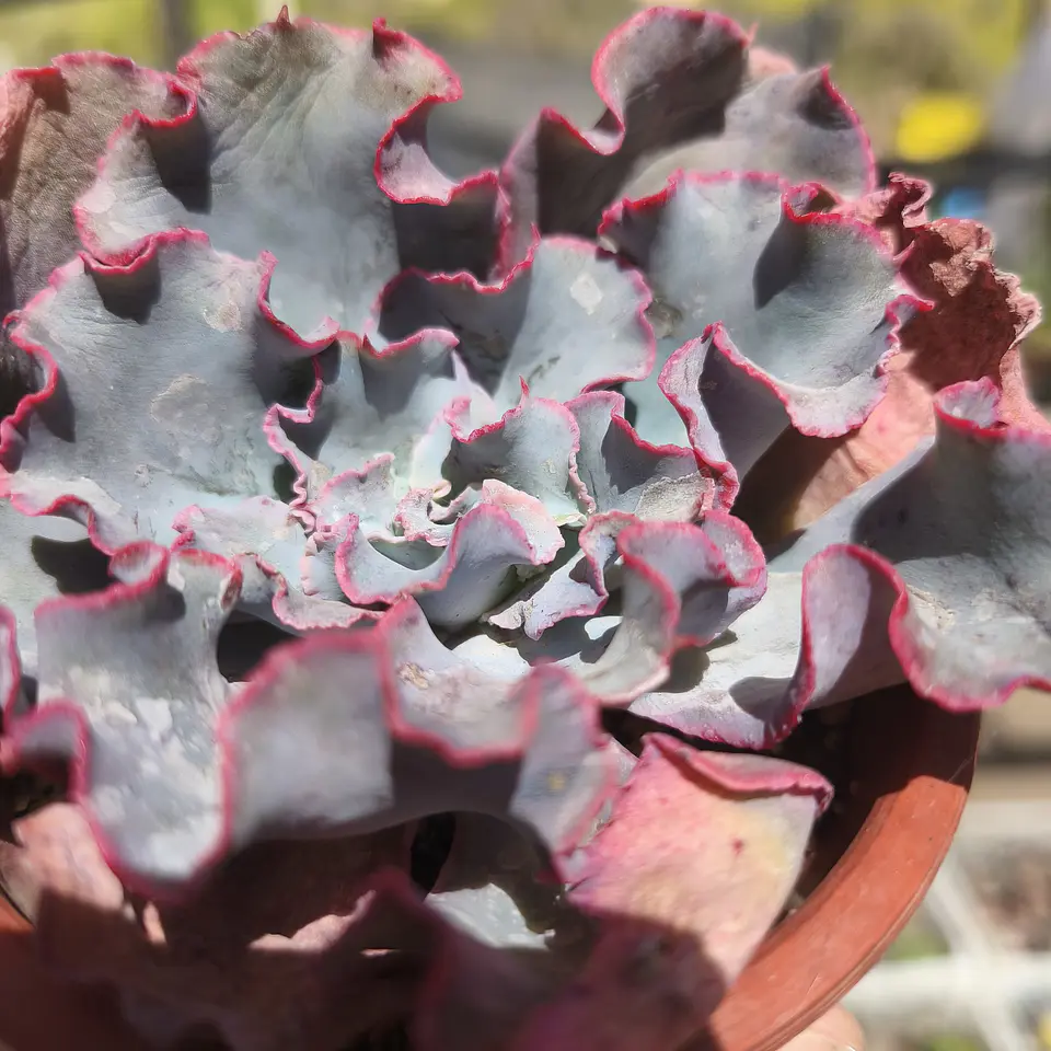 Echeveria Aquarius 2