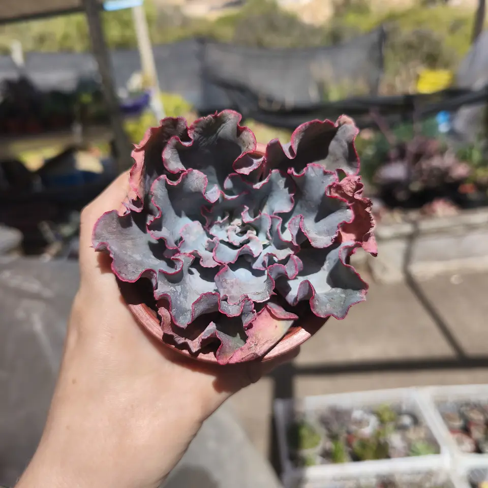 Echeveria Aquarius 3