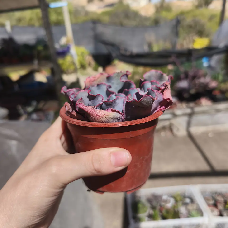 Echeveria Aquarius 4